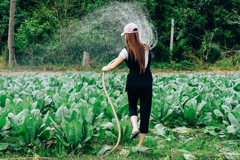 Eine junge Frau bewässert ihr Gemüsebeet