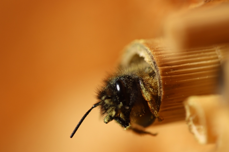 Wildbiene schaut aus Baumbusröhre im Insektenhotel