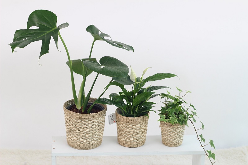 Drei unterschiedliche Topfpflanzen stehen nebeneinander