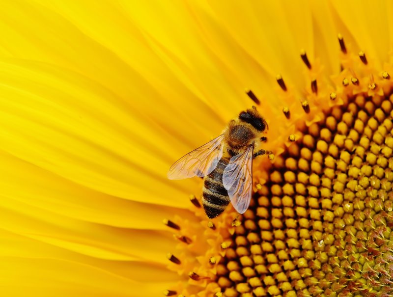 Eine Biene sammelt Blütenstaub.